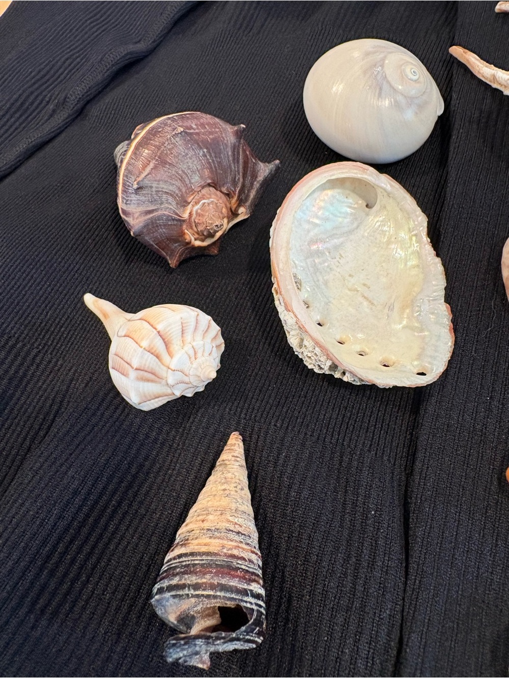 SEASHELLS ~ 🐚 Natural Seashell Collection Lot Set Real Shells! - Picture 4 of 16